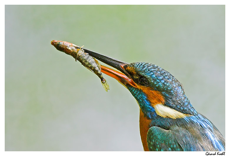  Image name: martin pescatore7.jpg 
 width: 782 pixel 
 height: 531 pixel 
 Size: 112414 bytes 
 Click to enlarge 